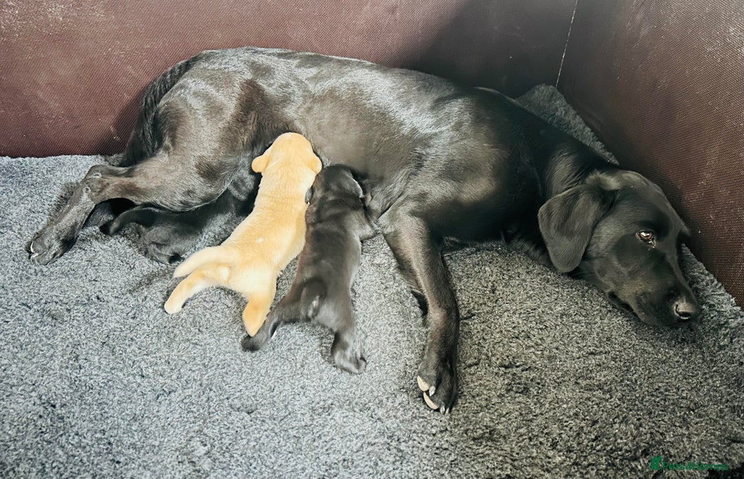 Labrador Retriever dogs for sale: Labrador Pups  - Image 3