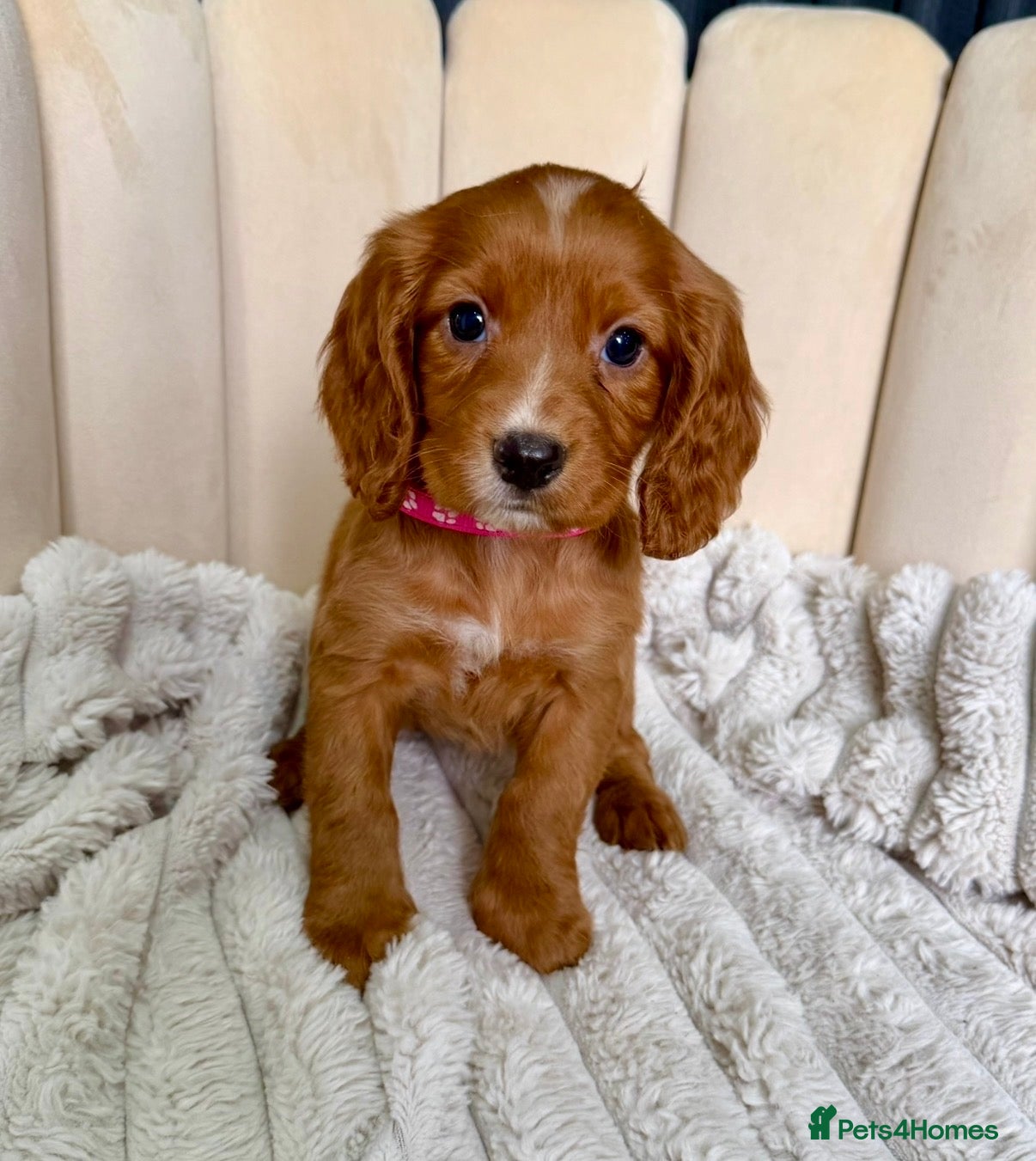 Cocker Spaniel dogs Adorable Red Cocker Spaniel Puppies 🐶❤️ - Advert 2