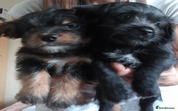 Mixed Breed dogs for sale: 💞 Beautiful Yorkie Russel Puppies 💞 - Image 22
