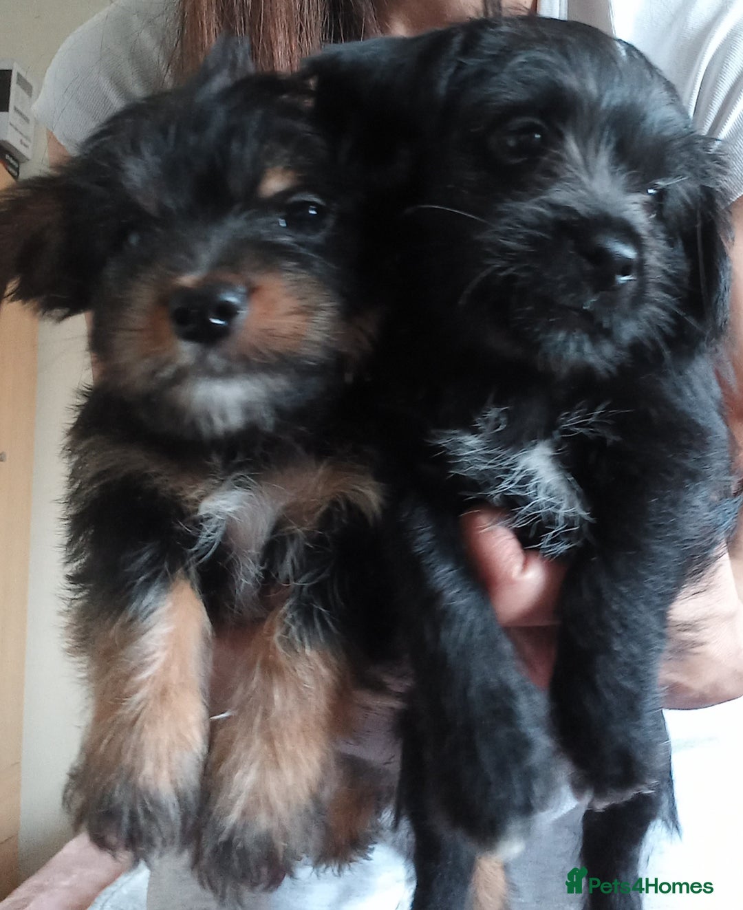 Mixed Breed dogs for sale: 💞 Beautiful Yorkie Russel Puppies 💞 - Image 22