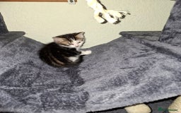 Mixed Breed cats for sale: 2 black and 1 tabby kitten. - Image 3