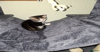 Mixed Breed cats - Advert 16