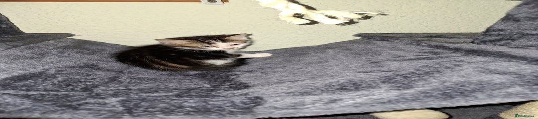 Mixed Breed Kitten 2