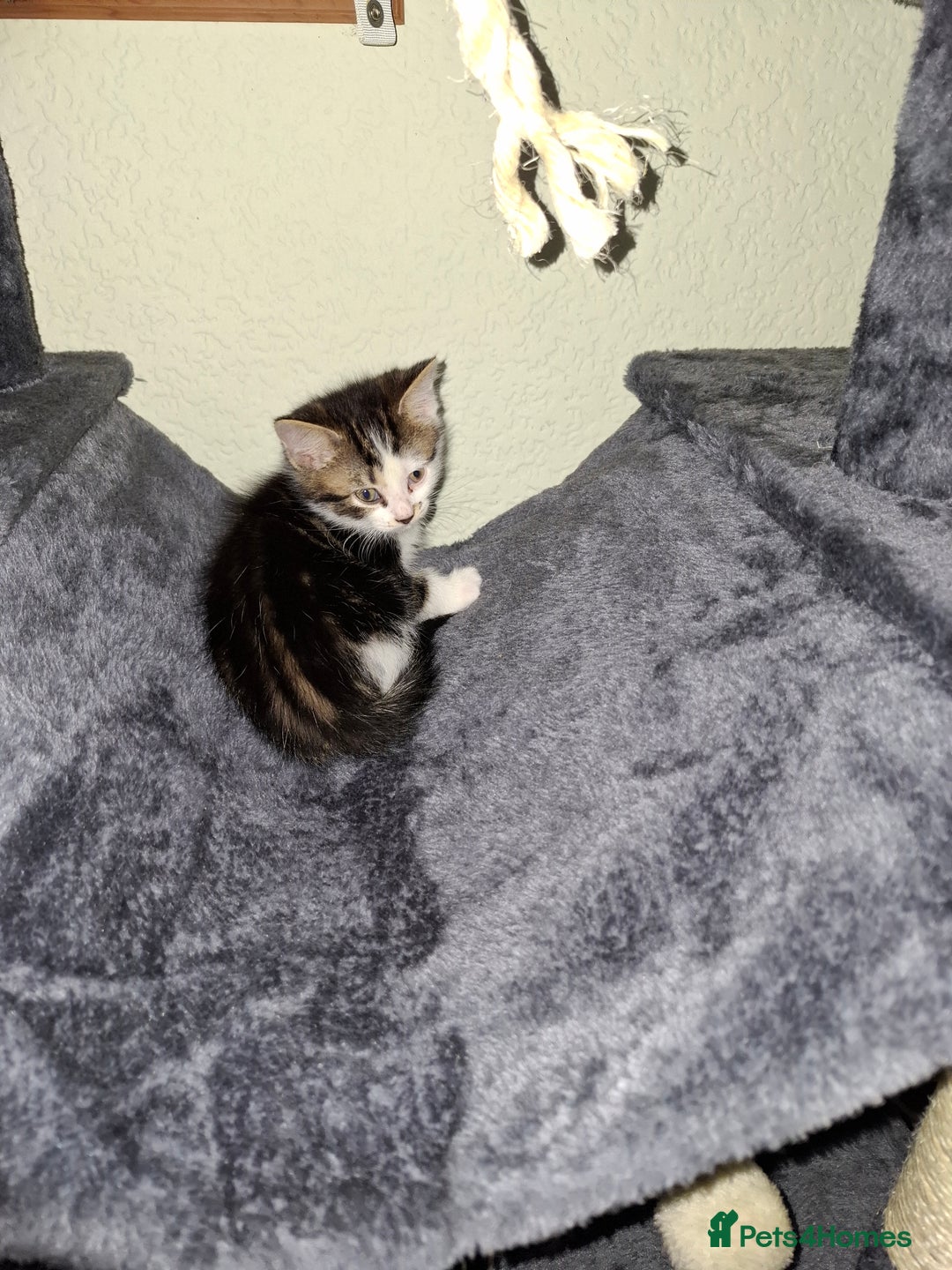 Mixed Breed cats for sale: 2 black and 1 tabby kitten. - Image 3