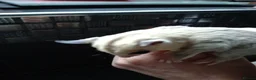 Sugar Glider rodents for sale: Adorable sugar gliders  - Advert 5