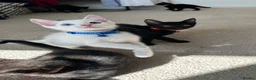Mixed Breed cats for sale: Black Brown and White Kittens - Advert 7