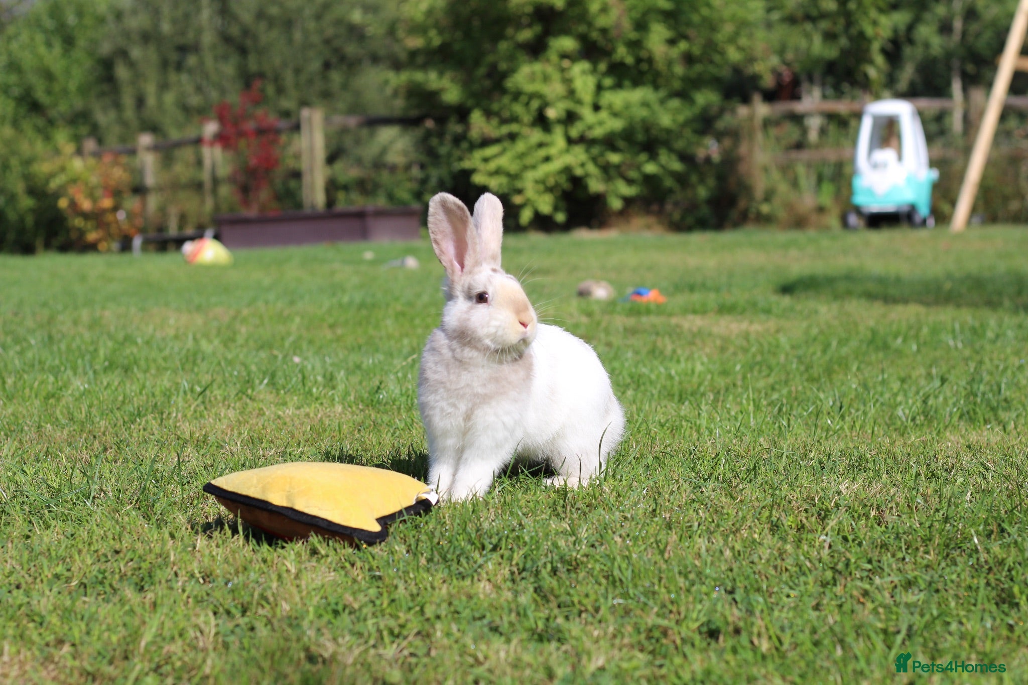 Angora rabbits     Beautiful Baby Angora Cross bunny rabbit - Advert 1