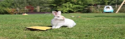 Angora rabbits for sale:     Beautiful Baby Angora Cross bunny rabbit - Advert 1