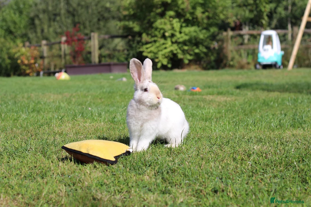 Angora rabbits for sale:     Beautiful Baby Angora Cross bunny rabbit - Advert 1