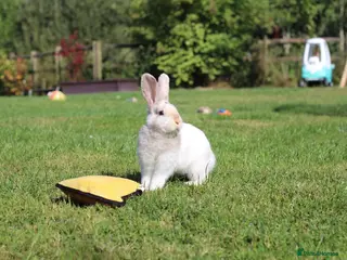Angora rabbits Beautiful Baby Angora Cross bunny rabbit - Advert 1
