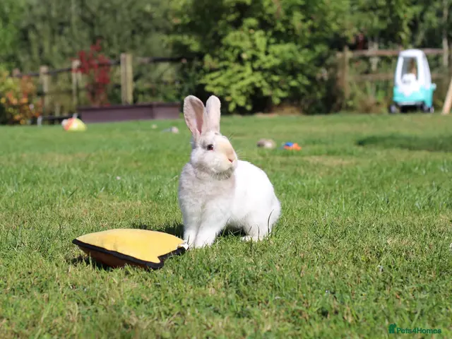 Angora rabbits Beautiful Baby Angora Cross bunny rabbit - Advert 1