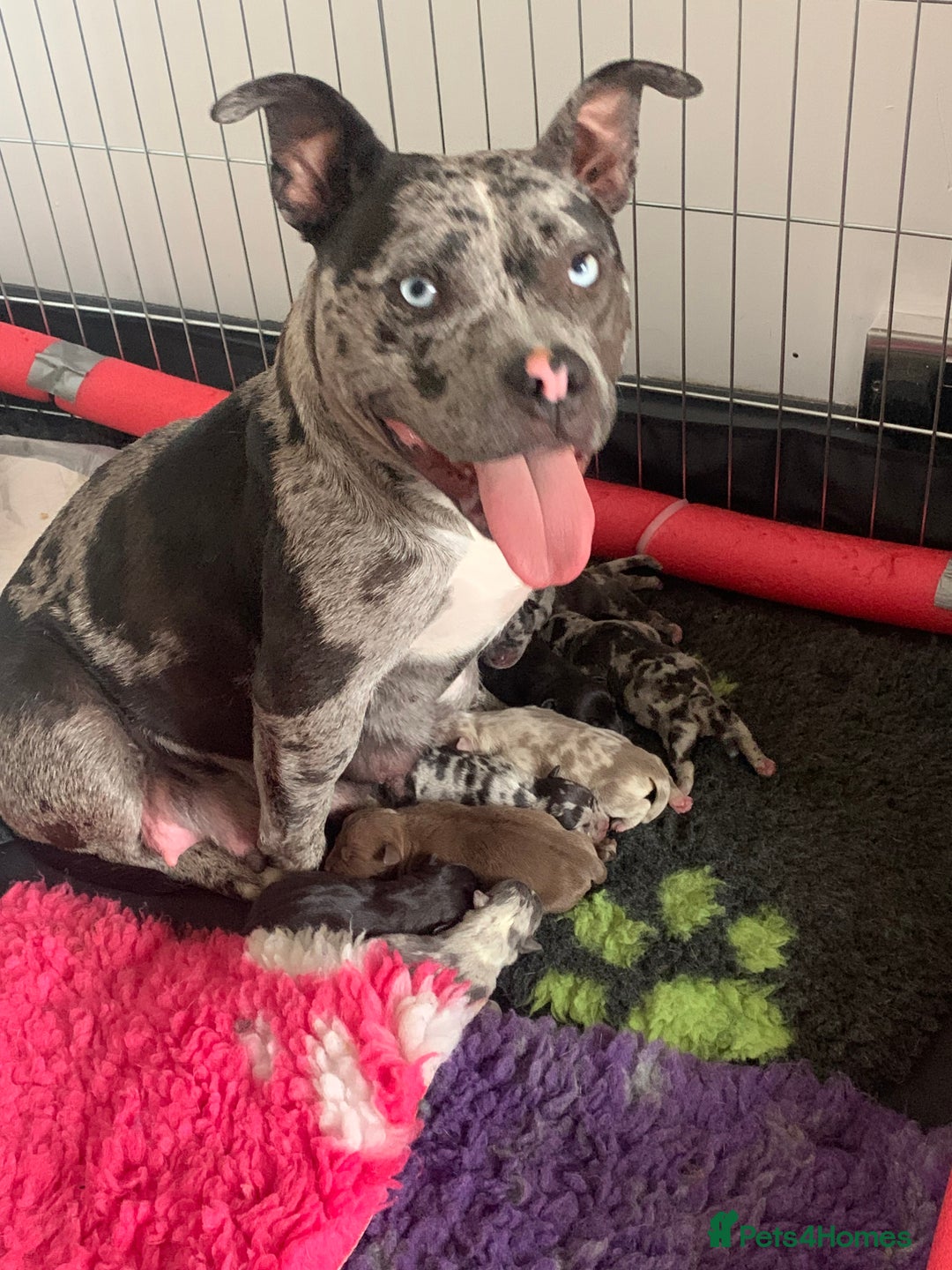 American Bully dogs for sale: Pocket bully puppies - Image 5