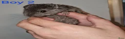 Chinchilla rodents for sale: 1 Female Chinchilla Kit Left - Advert 8