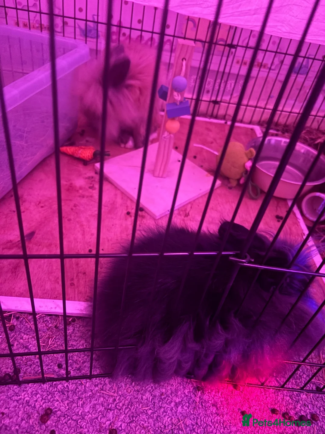 Lionhead rabbits for sale: To sister lionheads  - Advert 1