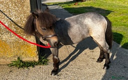 Miniature horses for sale: The sweetest little miniature Shetland mare - Image 2
