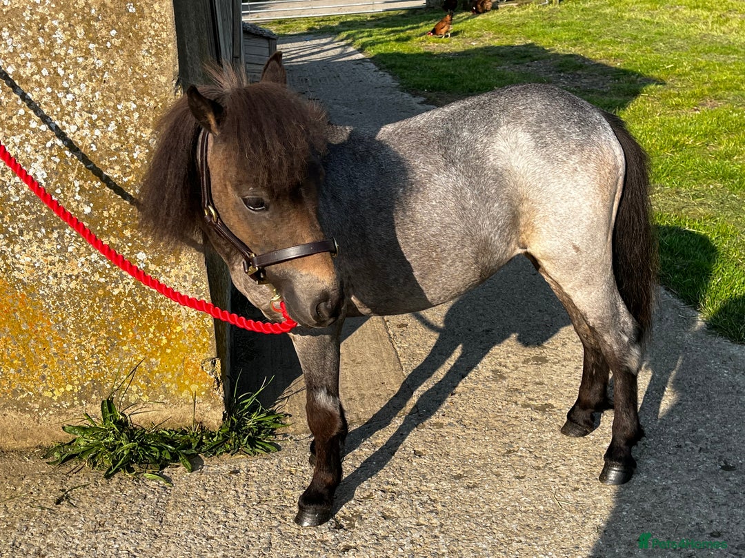 Miniature horses for sale: The sweetest little miniature Shetland mare - Image 2