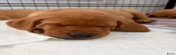 Labrador Retriever dogs for sale: KC REGISTERED FOX RED LABRADOR  - Advert 5