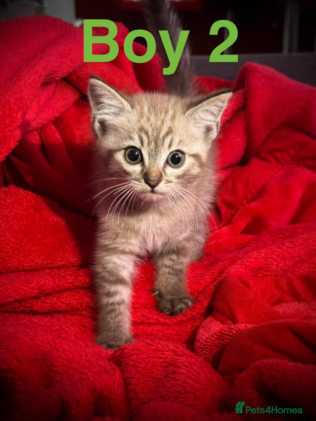 Siamese cats for sale: Last 2 Gorgeous Siamese Boys  - Image 3