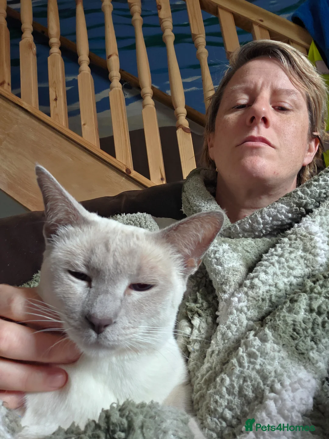 Siamese cats for sale: Siamese Snowshoe Cross - Advert 5