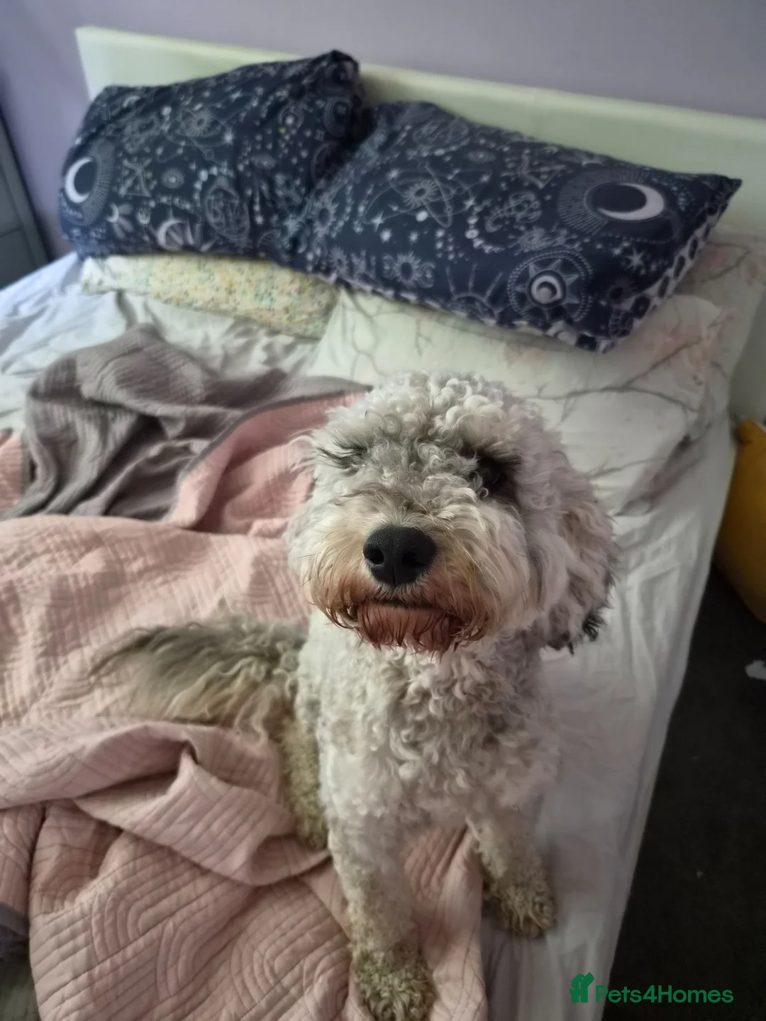 Cockapoo dogs for sale: 1 year old cockapoo - Advert 2