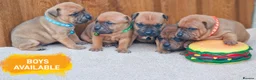 Staffordshire Bull Terrier dogs for sale: SHOW QUAILTY RED STAFF PUPPIES COI 2.9% 🐶 🔥🔥😍 - Advert 13