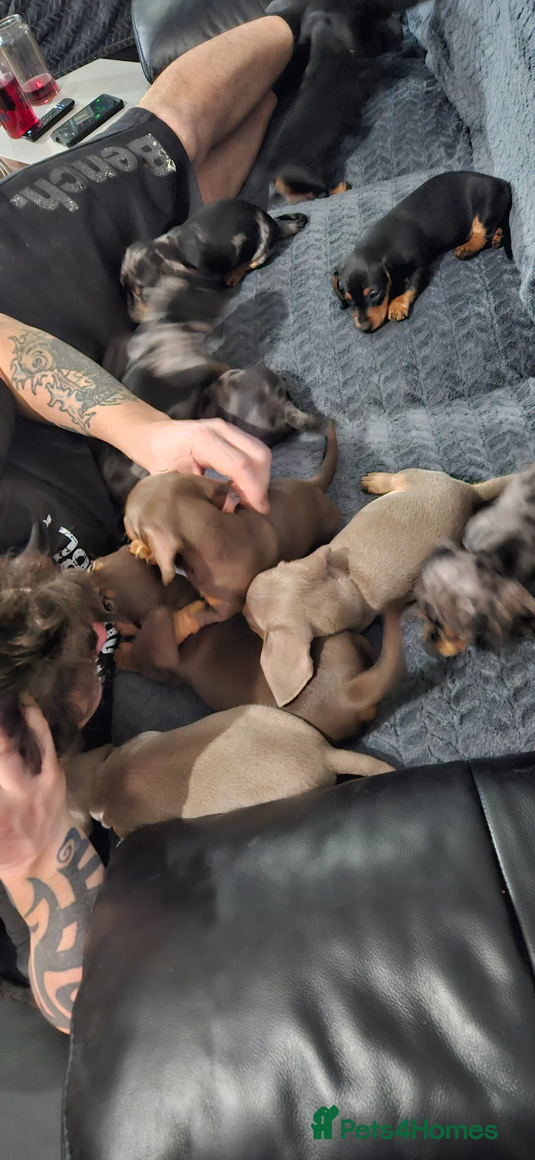 Miniature Dachshund dogs for sale: Our beautiful babies  - Advert 10