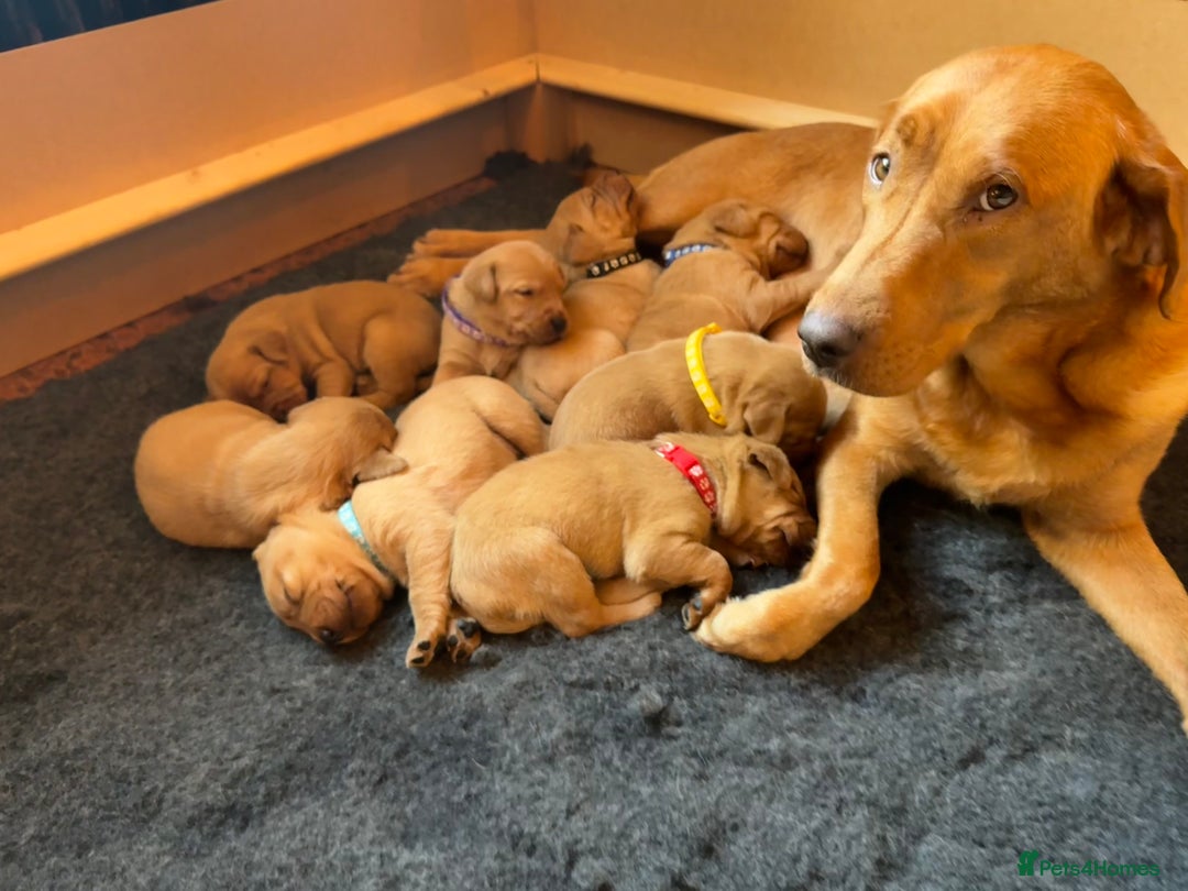 Labrador Retriever dogs for sale: Beautiful Fox Red Labrador Puppies – Family Raised - Image 7