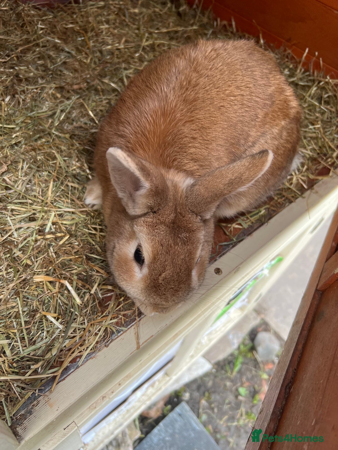 Mixed Breed rabbits for sale: Lovely male rabbit  - Image 3
