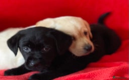 Labrador Retriever dogs for sale: Beautiful chunky Labrador pups NOW READY - Image 14