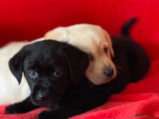 Labrador Retriever dogs - Advert 36