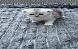 Brazilian Shorthair cats for sale: Kittens  - Image 5