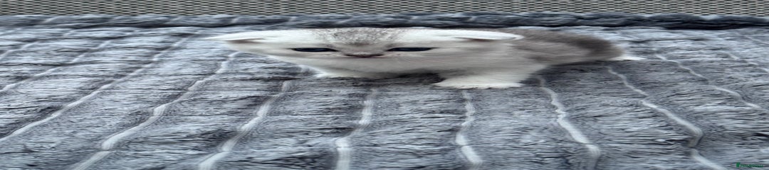 Brazilian Shorthair Kitten 4