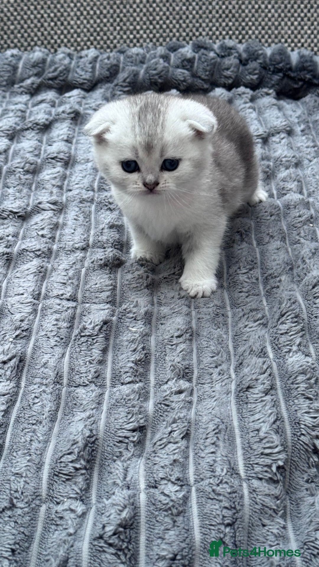 Brazilian Shorthair cats for sale: Kittens  - Image 5