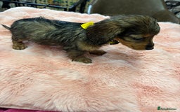 Mixed Breed dogs for sale: Puppies - Image 11