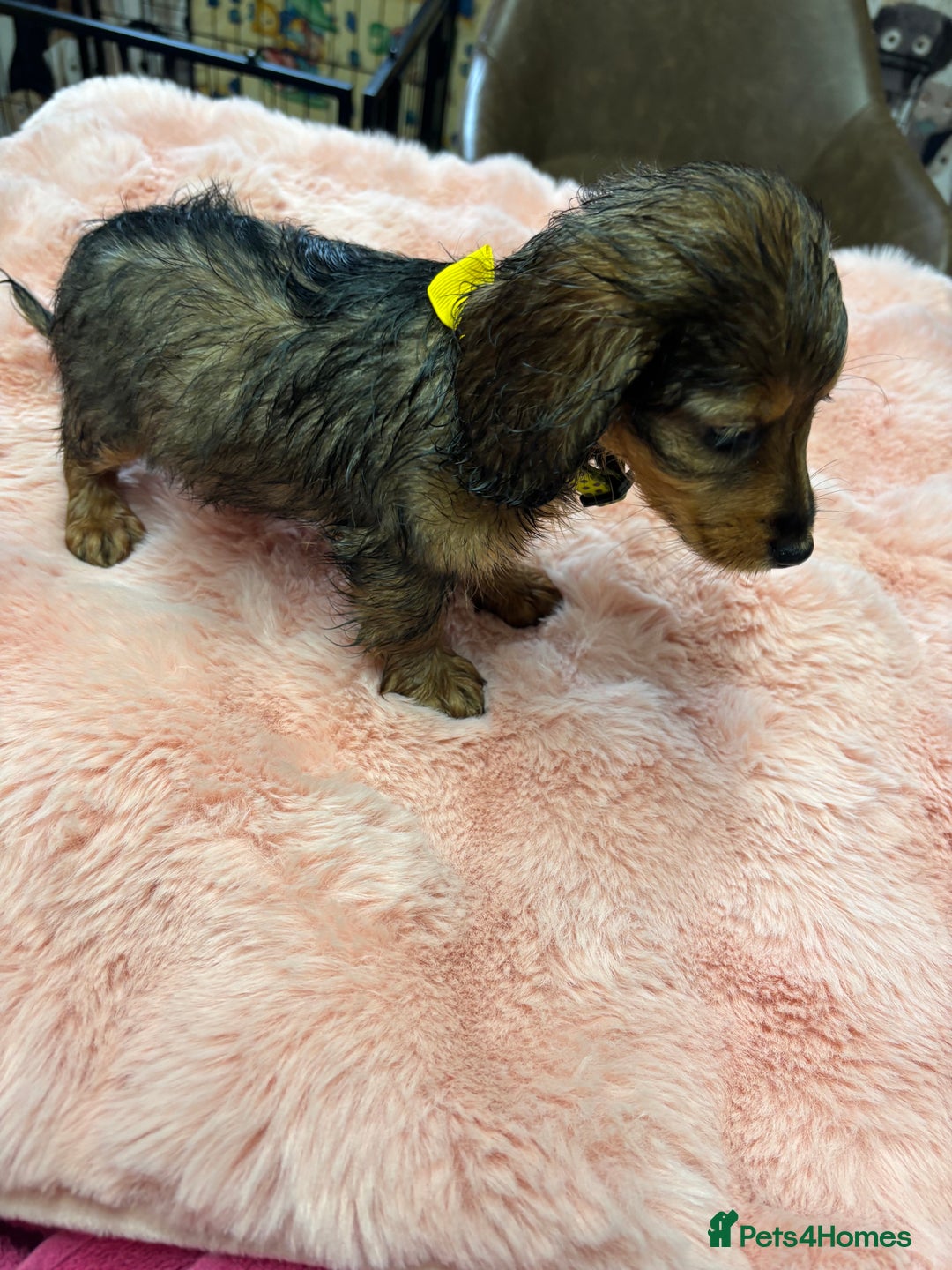 Mixed Breed dogs for sale: Puppies - Image 11