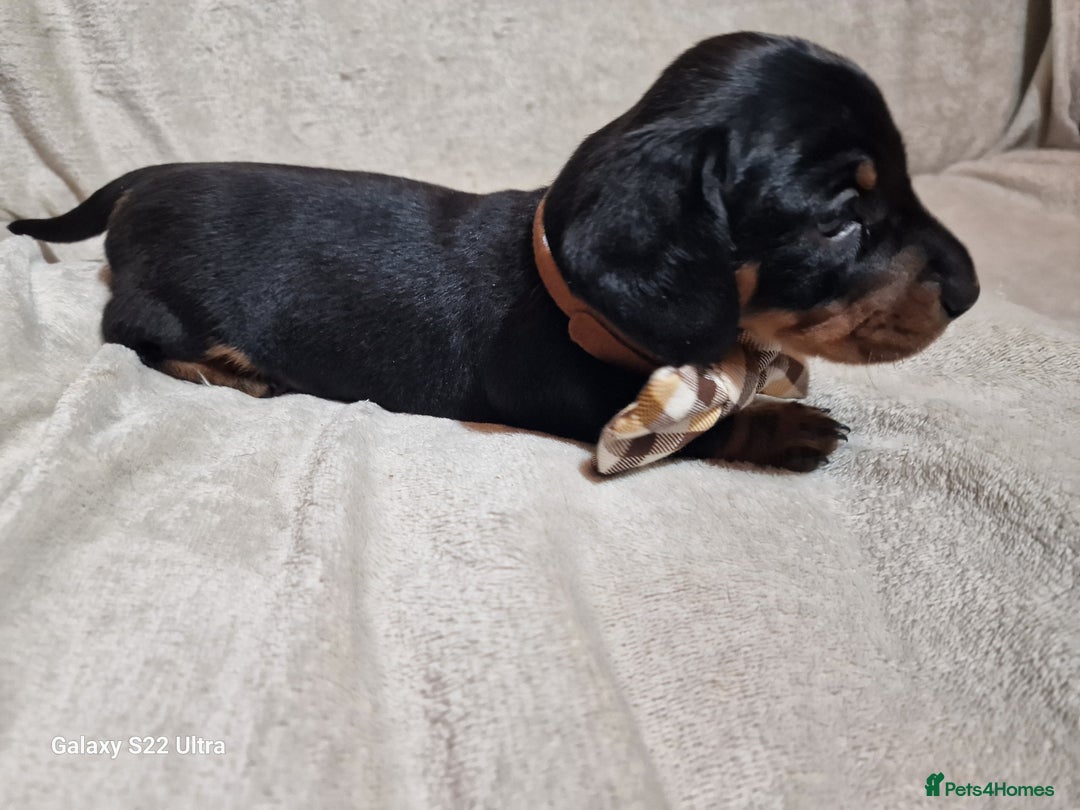 Miniature Dachshund dogs for sale: Champion bloodlines excellent quality KC miniature - Advert 26