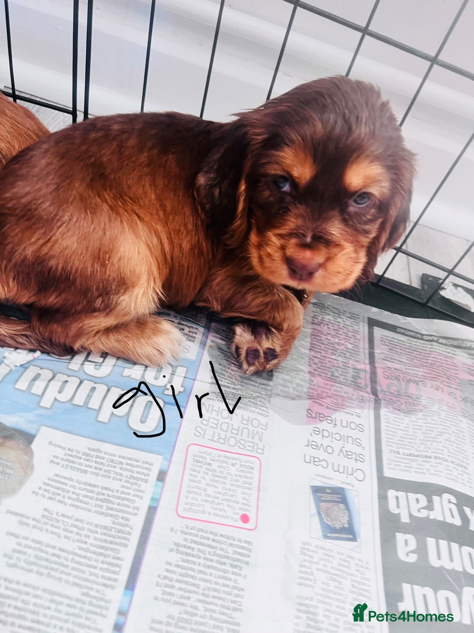 Cocker Spaniel dogs Cocker spaniel - Advert 2