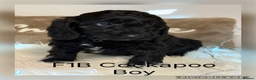 Cockapoo dogs for sale: F1B Cockapoo’s  - Advert 4