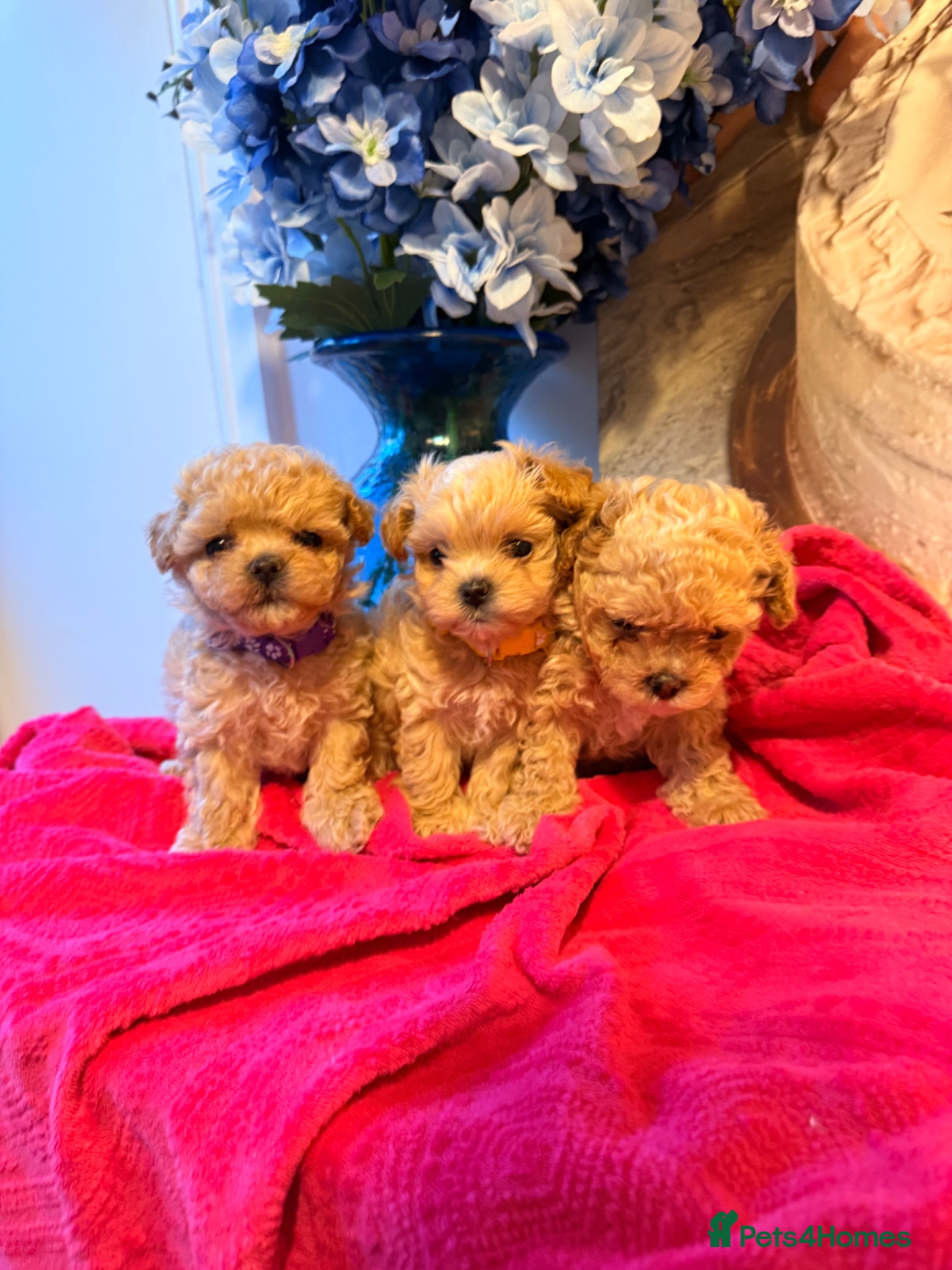 Maltipoo dogs 🧡🤎Beautiful F1 litter of Mini Mini Matipoo 🧡🤎 - Advert 8