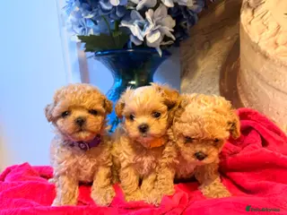 Maltipoo dogs 🧡🤎Beautiful F1 litter of Mini Mini Matipoo 🧡🤎 - Advert 8