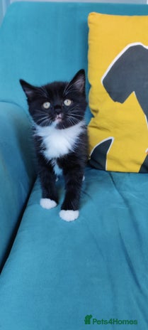 Mixed Breed cats - Advert 1