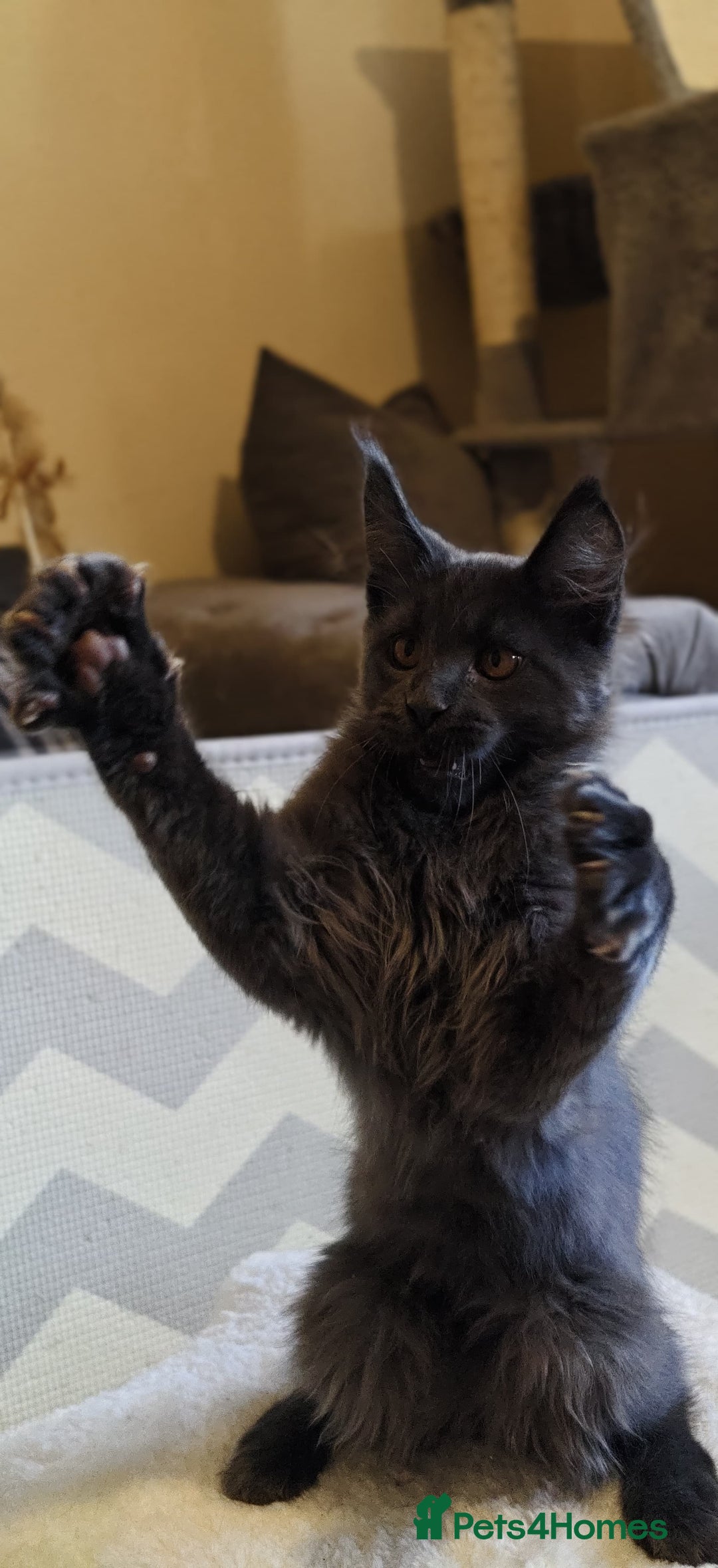 Maine Coon cats for sale: 25% OFF PURE MAINE COONS FROM CHAMPION BLOODLINE! - Image 34