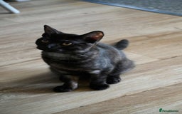 Mixed Breed cats for sale: Beautiful British Shorthair Mixed Kittens🐾 - Image 7
