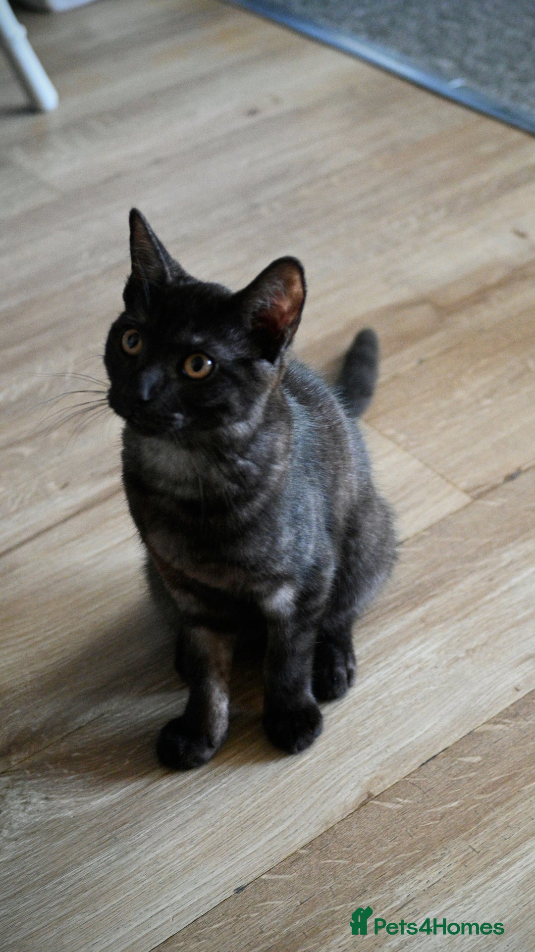 Mixed Breed cats for sale: Beautiful British Shorthair Mixed Kittens🐾 - Image 7