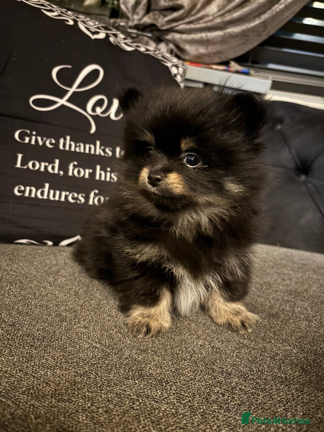 Pomeranian dogs for sale: Ready to leave last blk & tan & wlf sable boy - Advert 16