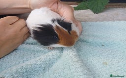Guinea Pig rodents for sale: Guinea pigs babys available  - Image 4