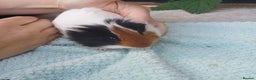 Guinea Pig rodents for sale: Guinea pigs babys available  - Advert 4