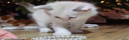 Ragdoll cats for sale: Soo cudly and playfull, two litters! - Advert 18