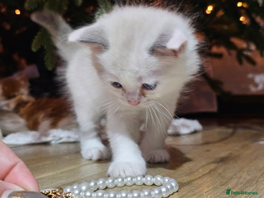 Ragdoll cats for sale: Soo cudly and playfull, two litters! - Advert 18