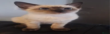 Siamese 4
